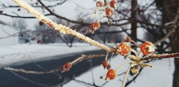 Close-up of frozen plant