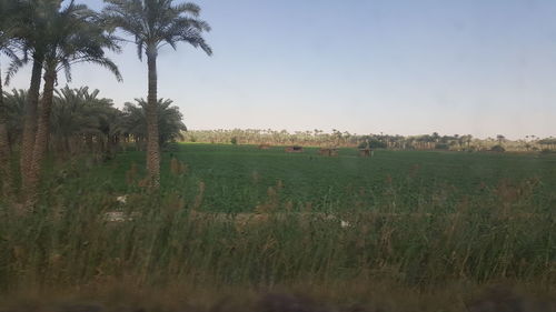 Scenic view of agricultural field against clear sky