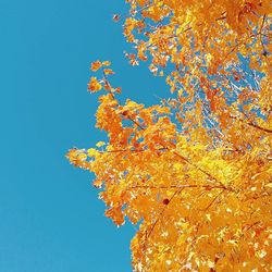 Low angle view of trees against clear blue sky