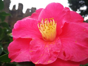 Close-up of pink hibiscus blooming outdoors