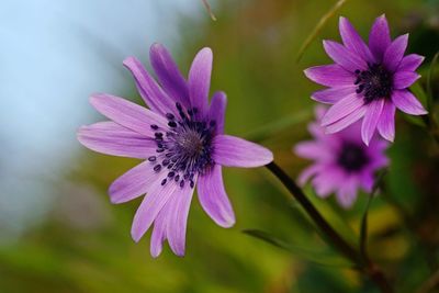 Close-up of purple flower