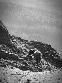 Dog standing by sea against sky