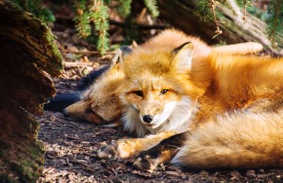 Portrait of foxes resting in forest