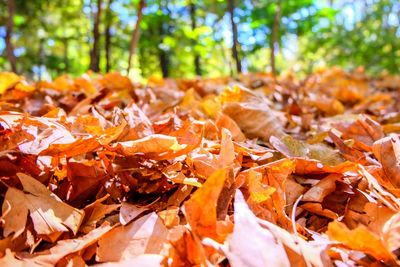 Close-up of autumn leaves in forest