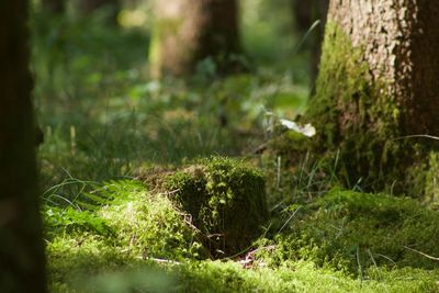 Close-up of moss growing on tree trunk