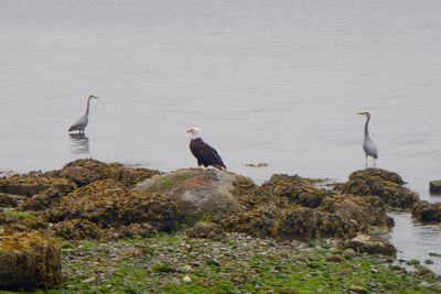 Birds perching on rock