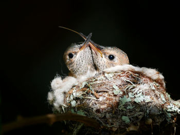 Close-up of bird against black background