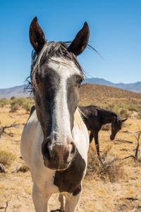 Close up face of wild horses in nevada desert landscape