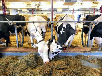 Cows standing in a shed