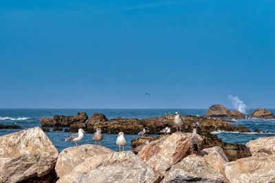 Seagull on rocks by sea against blue sky
