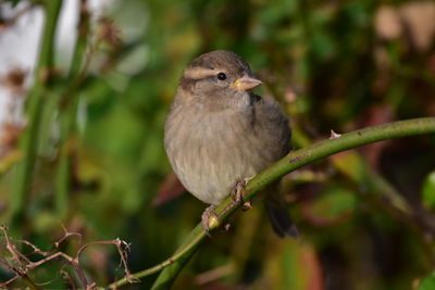 Close-up of bird perching on plant
