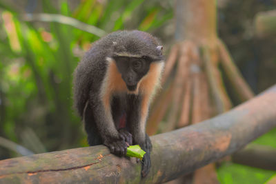 Close-up of little monkey hold a leaf on the tree