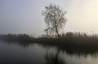 Tree by lake against sky during sunset