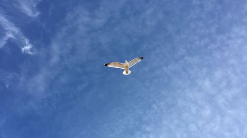 Low angle view of seagull flying against blue sky