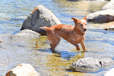Dog walking in water at lakeshore