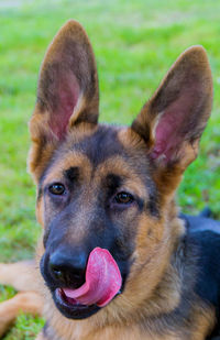 Close-up portrait of a dog