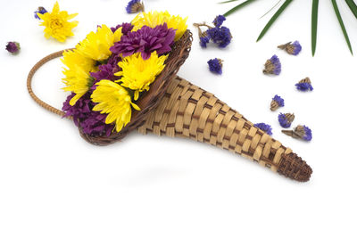 High angle view of flowering plant against white background