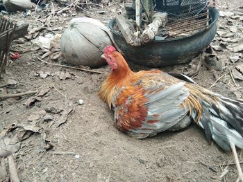 High angle view of bird on field