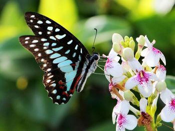 Close-up of butterfly pollinating on flower