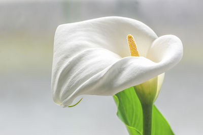 White calla lily flowers closeup