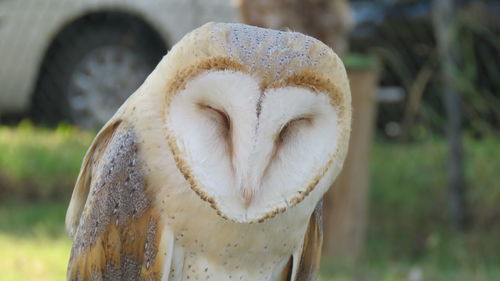 The barn owl is a beautiful nocturnal bird with beautiful colors and is the most attention 