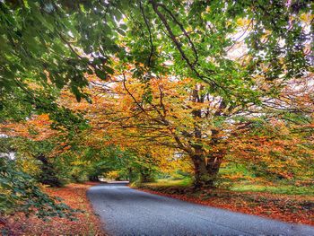 Road amidst trees during autumn