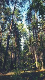 Low angle view of bamboo trees in forest