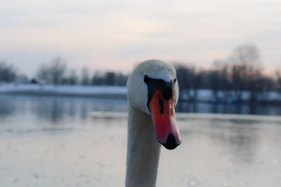 Close-up of swan in lake