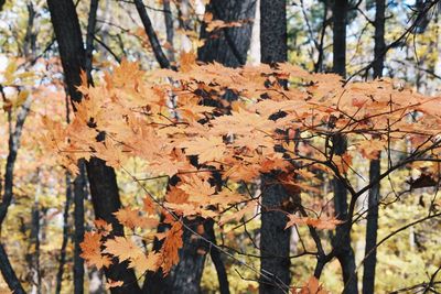 Autumn leaves on tree trunk