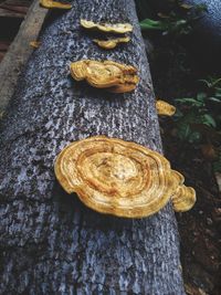 High angle view of bread on tree trunk