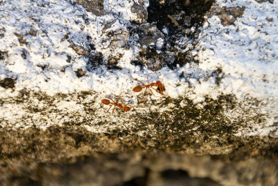 Close-up of insect on rock