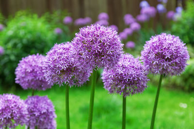 Close-up of purple flowers blooming on field