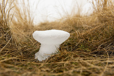 Close-up of ice mushroom on field during winter