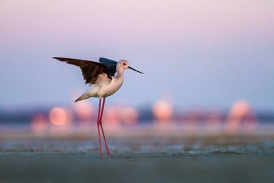 Bird perching on a beach