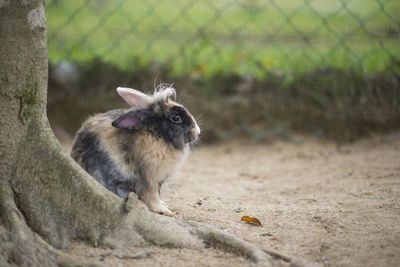 Close-up of rabbit