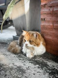 Portrait of cat sitting outdoors