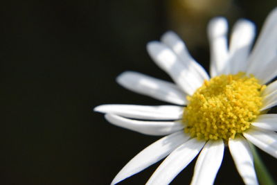 Close-up of white daisy flower against black background