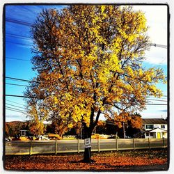 Autumn trees against sky