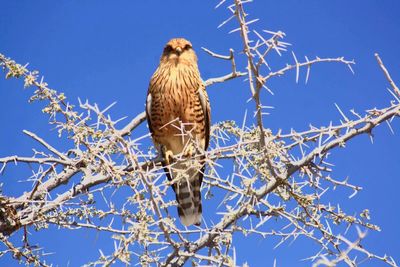 Low angle view of bird perching on branch