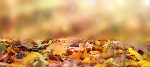 Close-up of dry maple leaves on land