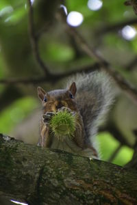 Squirrel on tree