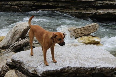 View of dog standing on rock in sea