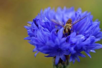 Close-up of bee pollinating on purple flower