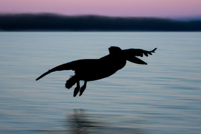 Bird flying over lake during sunset