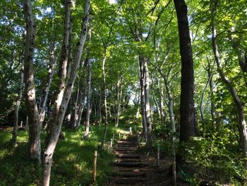 Trees in forest