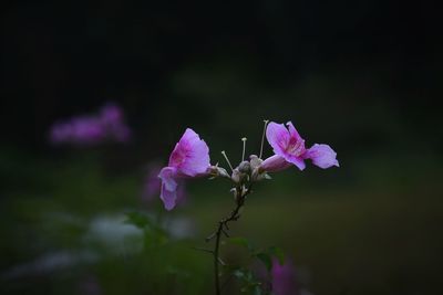 Close-up of pink flowering plant