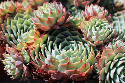 Close-up of echeveria agavoides flower