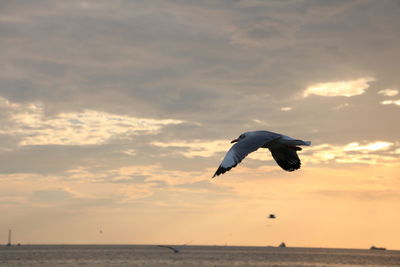 Seagull flying over sea against sky