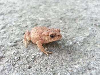 Close-up of lizard