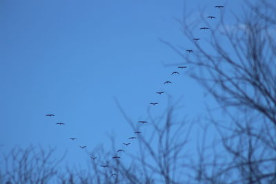 Low angle view of birds flying in sky